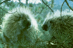 Porcupine