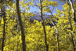 a photo of aspen in autumn