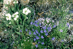 a photo of alpine wildflowers