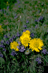 a photo of alpine wildflowers