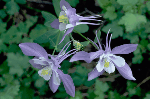 a photo of blue columbine