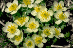a photo of globe flower
