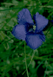 a photo of fringe gentian