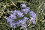 a photo of alpine forget-me-not