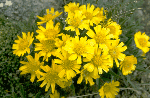 a photo of sunflower wooly actinea