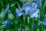 a photo of  mountain harebell