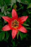 a photo of wood lily