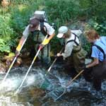 Photo electrofishing at coney creek