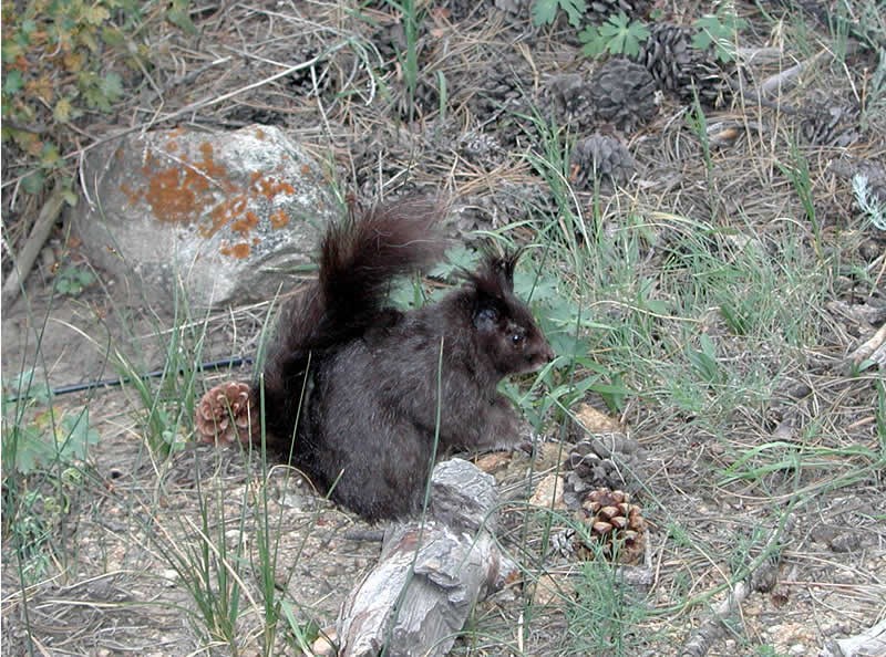 a photo of a black Abert's squirrel