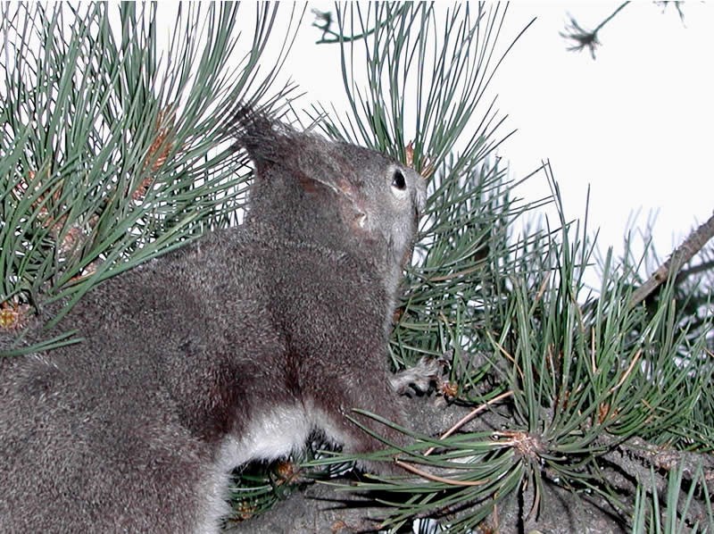 a photo of an Abert's squirrel's tufted ears