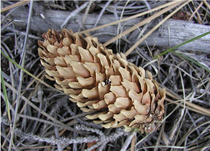 a photo of an Englemann spruce cone