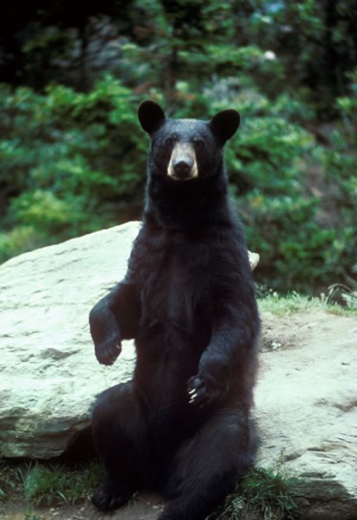 a photo of a black bear