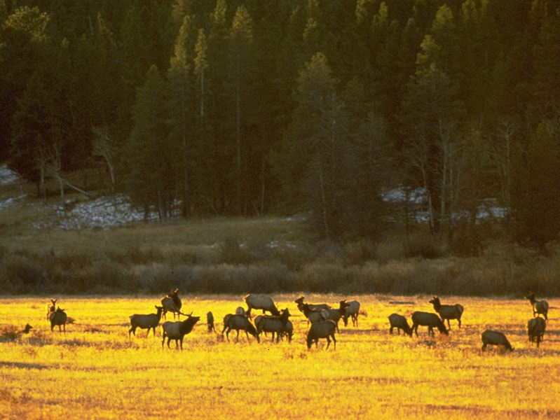 a photo of an elk harem
