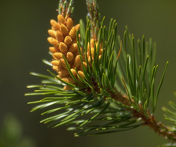 a photo of a male pine cone