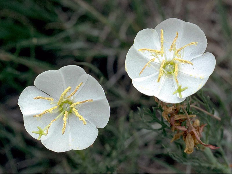 a photo of primrose pistils and stamens