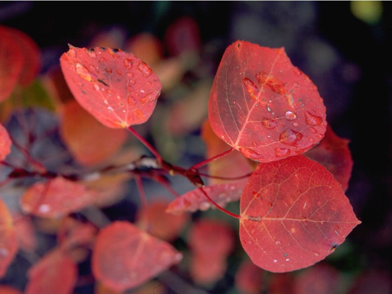 a photo of red aspen leaves