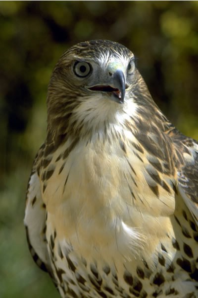 a photo of a red-tailed hawk
