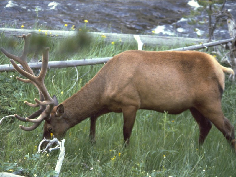 a photo of an elk in summer coat