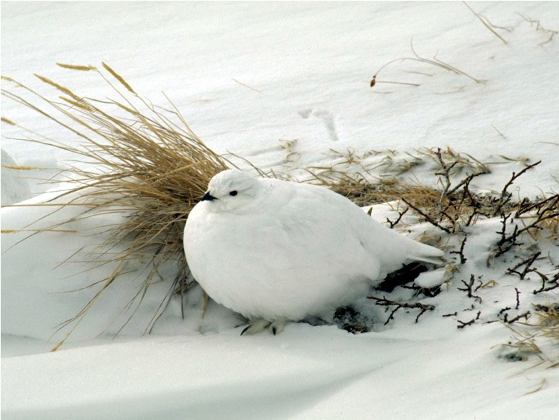 a photo of a ptarmigan in winter