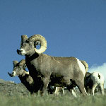 A photo of bighorn sheep rams.
