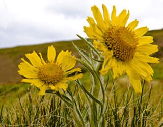 Photo of Alpine Sunflower