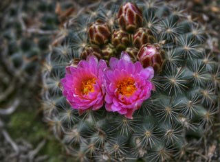Photo of Mountain Ball Cactus