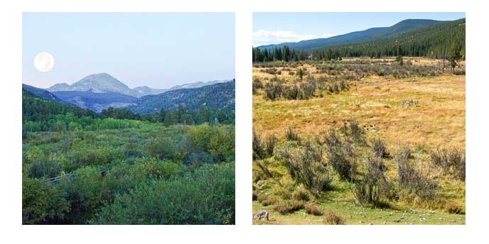 beaver habitat comparison in Wild Basin and Kawuneeche Valley