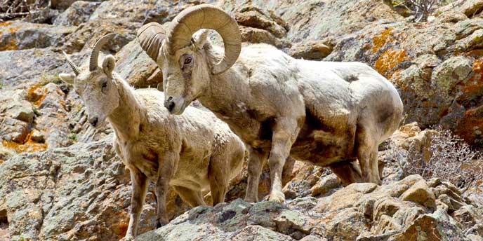 Bighorn ram and ewe on a cliff