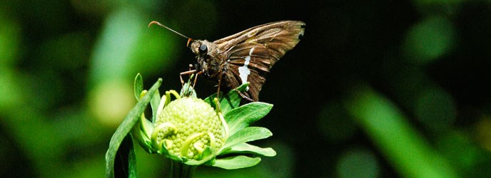 Silver-spotted Skipper butterfly