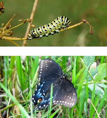 Eastern black swallowtail butterfly caterpillar and adult