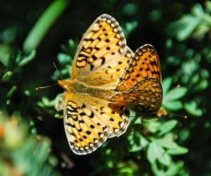 Mormon Fritillary butterflies mating
