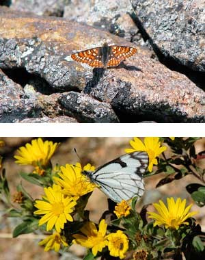 Anicia Checkerspot sunning on a rock and a Pine white on a yellow flower