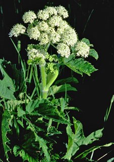 Photo of Cow Parsnip