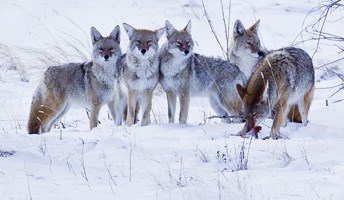 Coyote pack with a kill