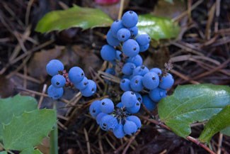 Photo of Creeping Oregon-grape berries