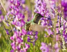 Photo of a hummingbird pollinating flowers