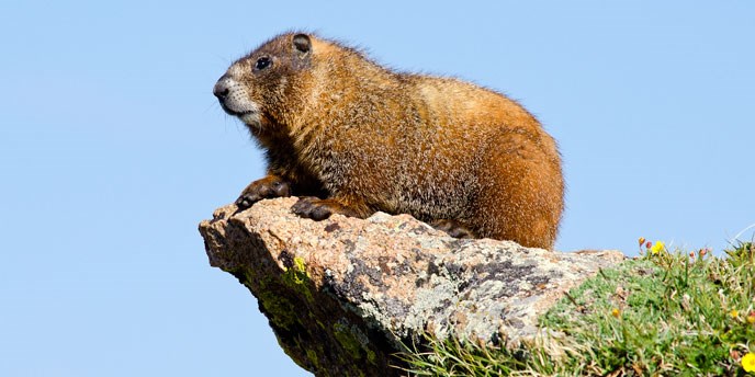 Yellow-bellied marmot on a rock