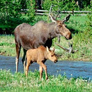 Moose cow and calf
