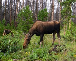 cow moose and calf eat vegetation