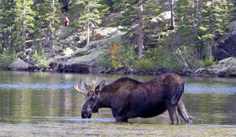 Visitor watches a bull moose in Bear Lake from a distance