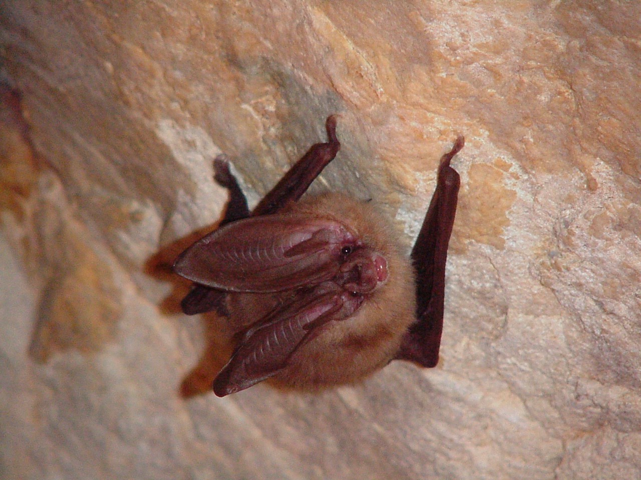 Townsend's big-eared bat hanging on a wall in a cave