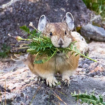 Pika with vegetation in its mouth
