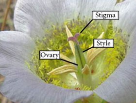 Photo of a stigma, style and ovary of a Mariposa-lily