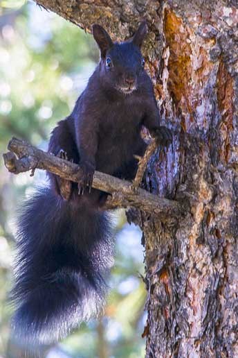 Abert's squirrel on a tree branch