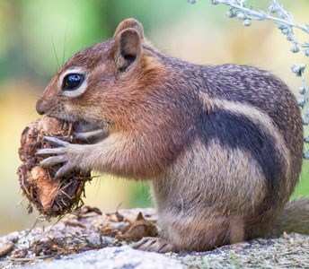 golden-mantled ground squirrel eating a pine cone
