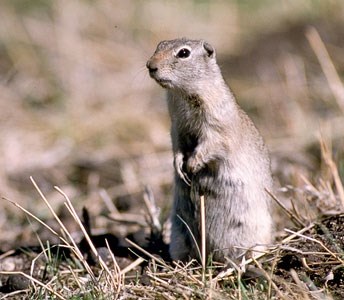 Wyoming ground squirrel stands alert