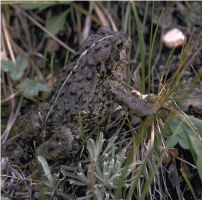 a photo of a boreal toad