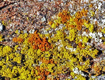 Photo of lichen Caloplaca Candelariella growing on the edge of a rock.