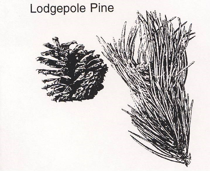 a drawing of a lodgepole branch and cone