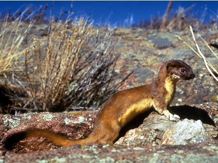 a photo of a long-tailed weasel